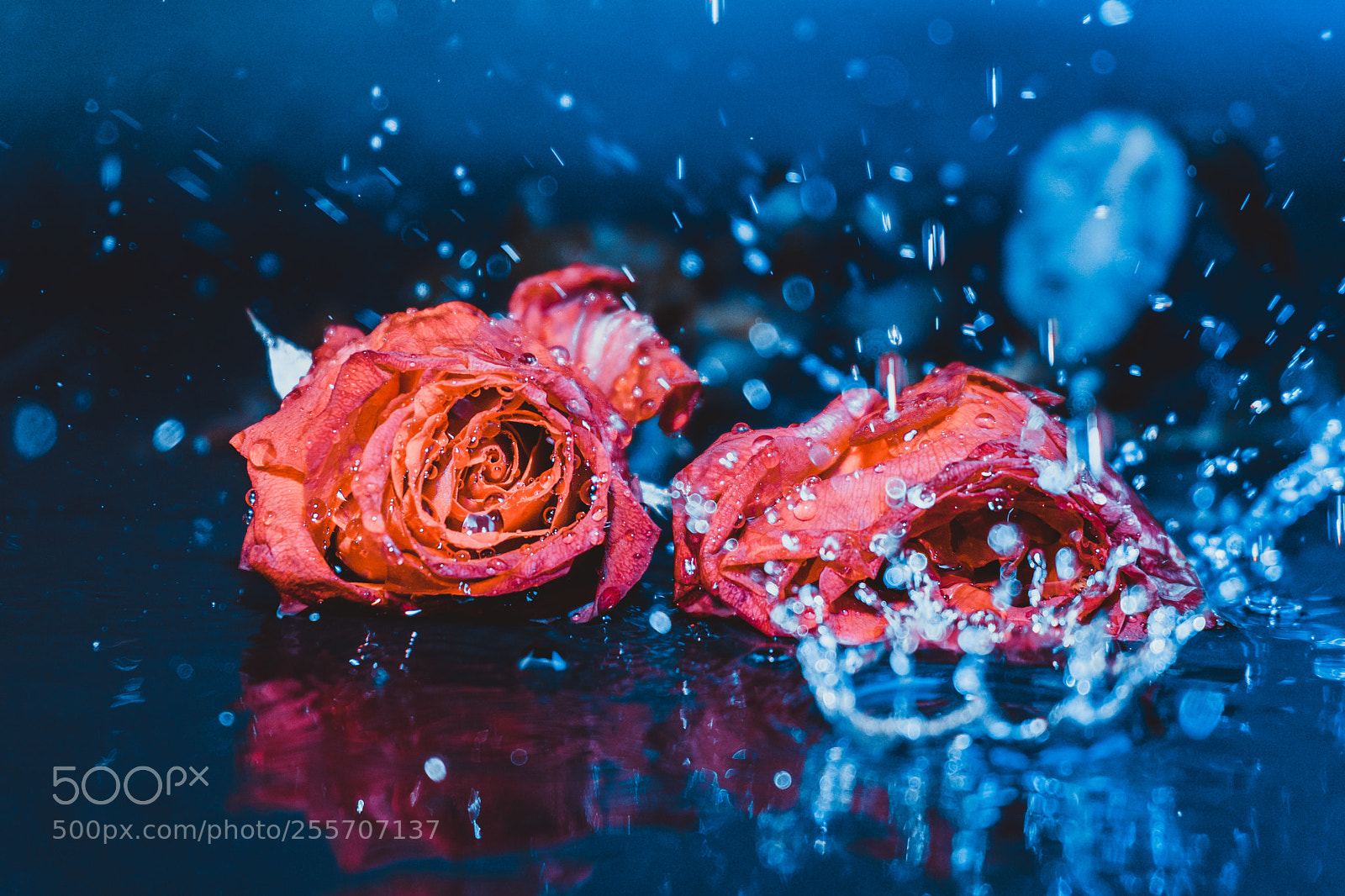 Sony a6300 sample photo. Rose photography
