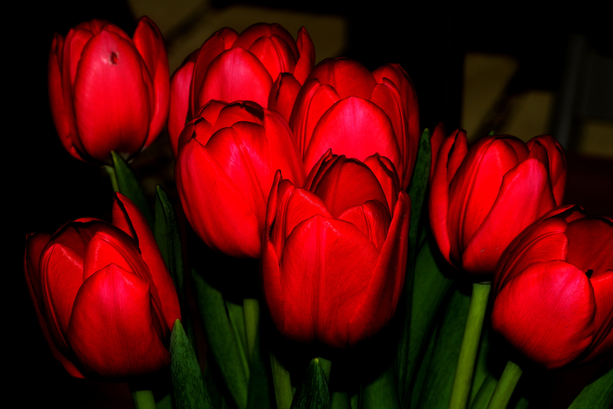 Canon EF 24-70mm F2.8L USM sample photo. Tulips photography