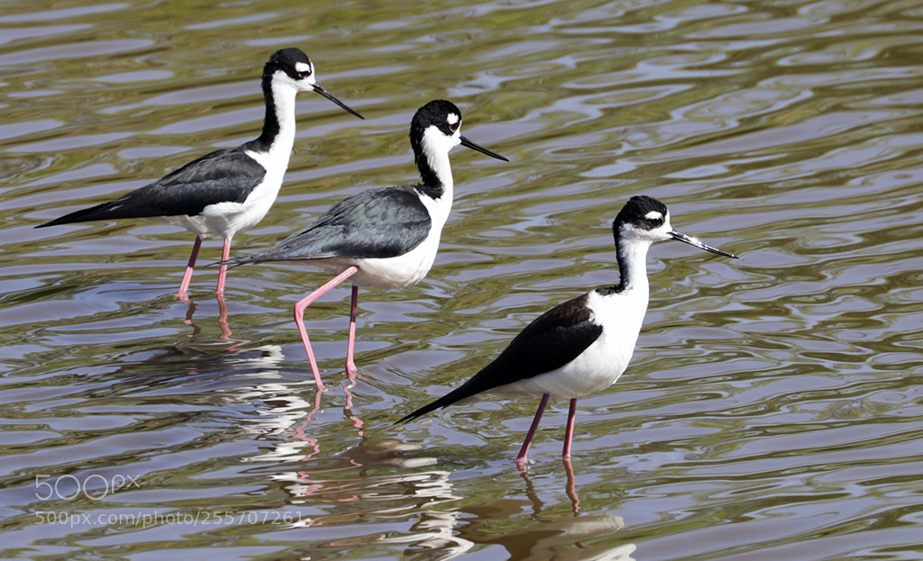 Canon EOS 5D Mark IV sample photo. Black necked stilts trio photography