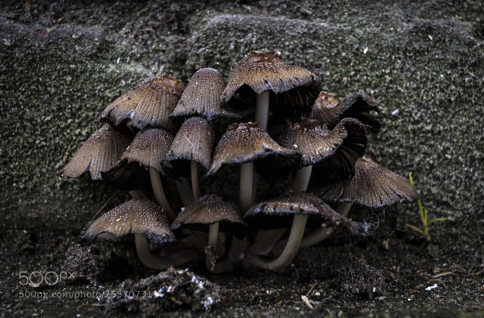 Nikon D7100 sample photo. Funghi photography