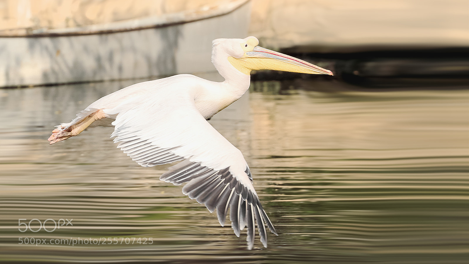 Canon EOS-1D X Mark II sample photo. 白鹈鹕 photography