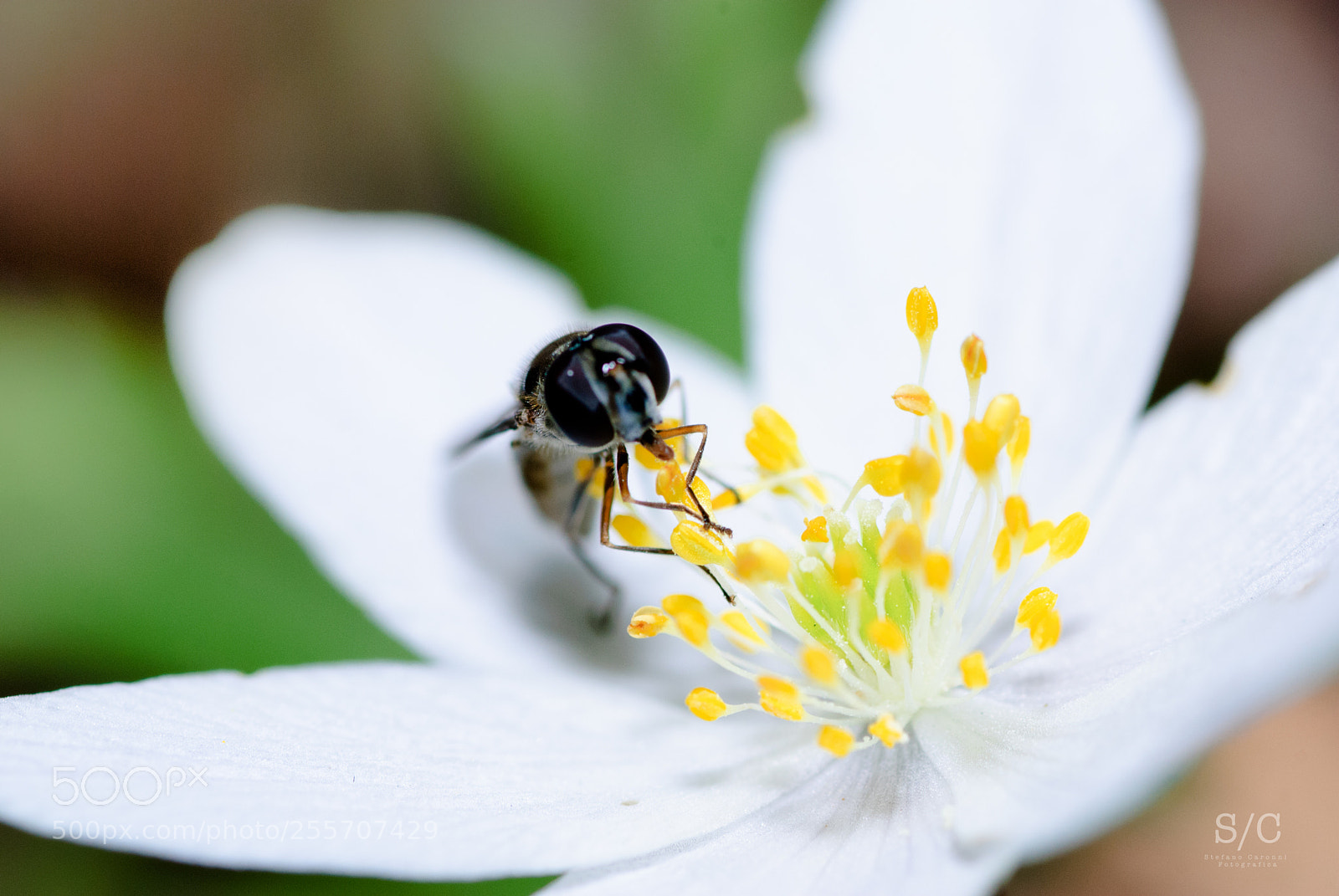 Nikon D80 sample photo. Insect #7 photography