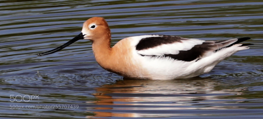 Canon EOS 5D Mark IV sample photo. American avocet photography