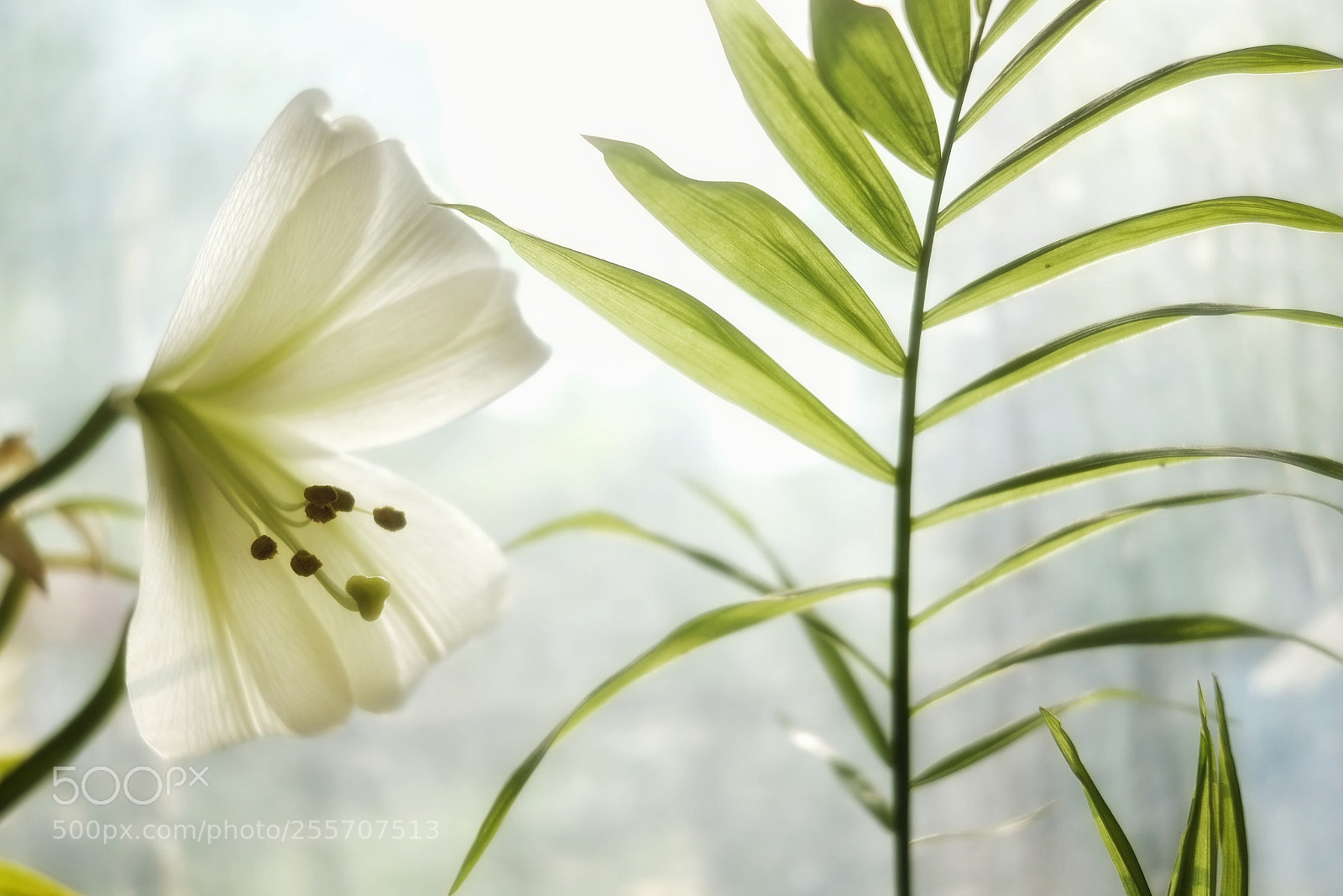 Fujifilm X-E1 sample photo. Soft light photography