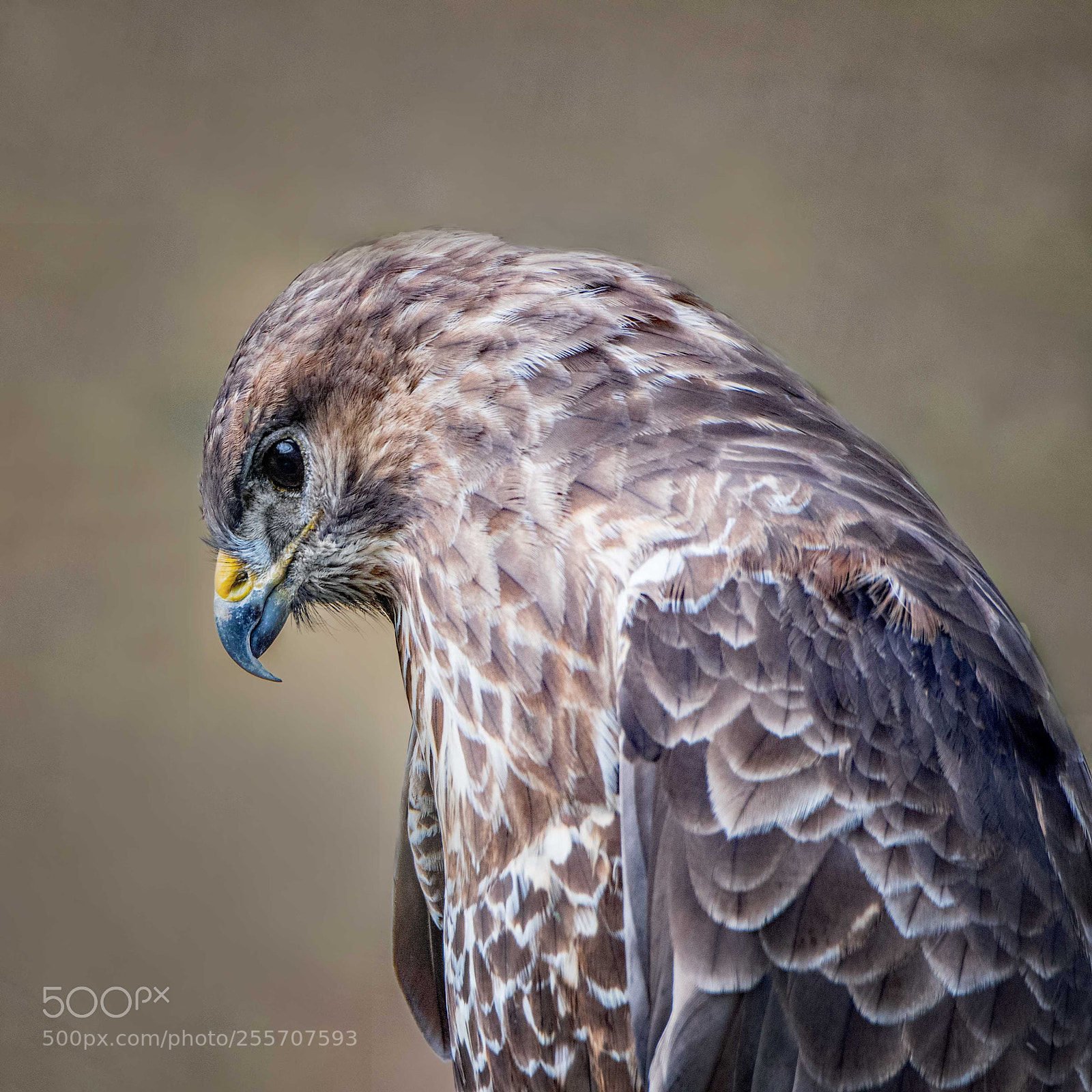 Nikon D500 sample photo. Common buzzard photography