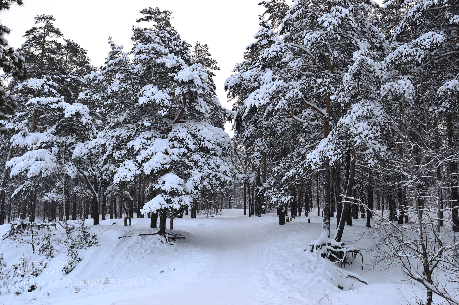 Nikon D3100 sample photo. Pines covered with snow photography