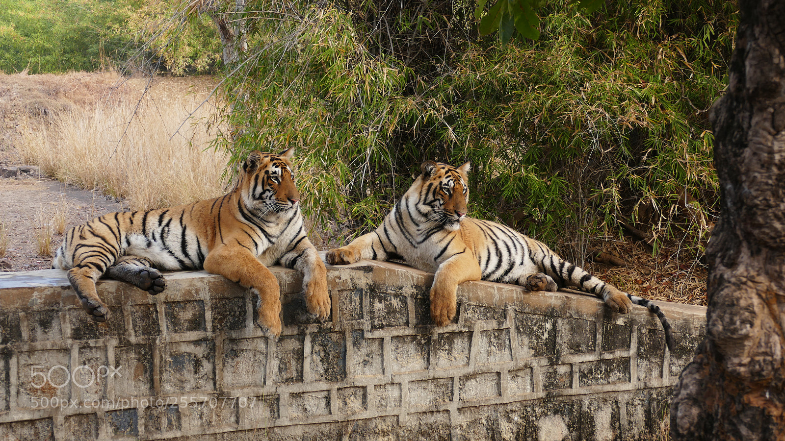 Panasonic Lumix DMC-FZ1000 sample photo. Tiger closeups photography