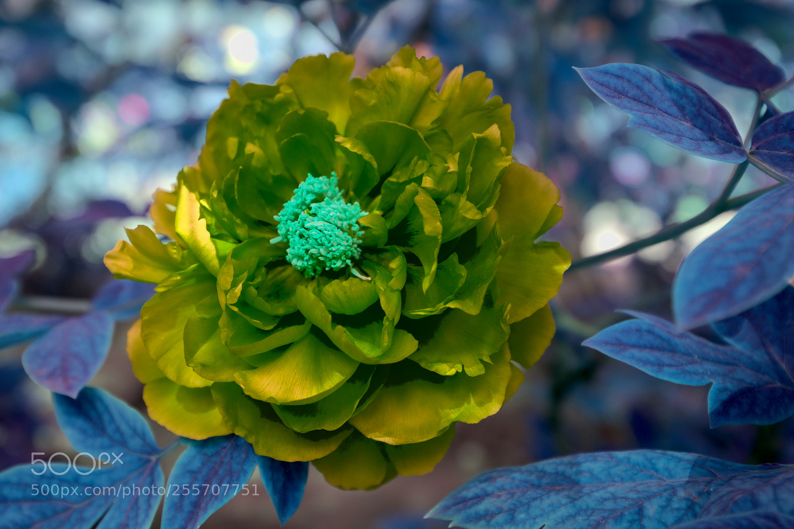 Fujifilm X100F sample photo. Peonies photography