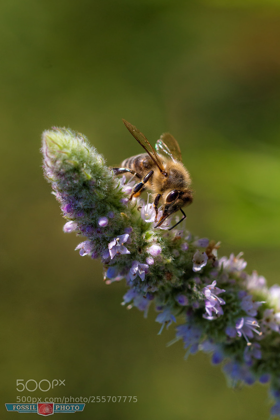 Canon EOS 700D (EOS Rebel T5i / EOS Kiss X7i) sample photo. Busy... photography
