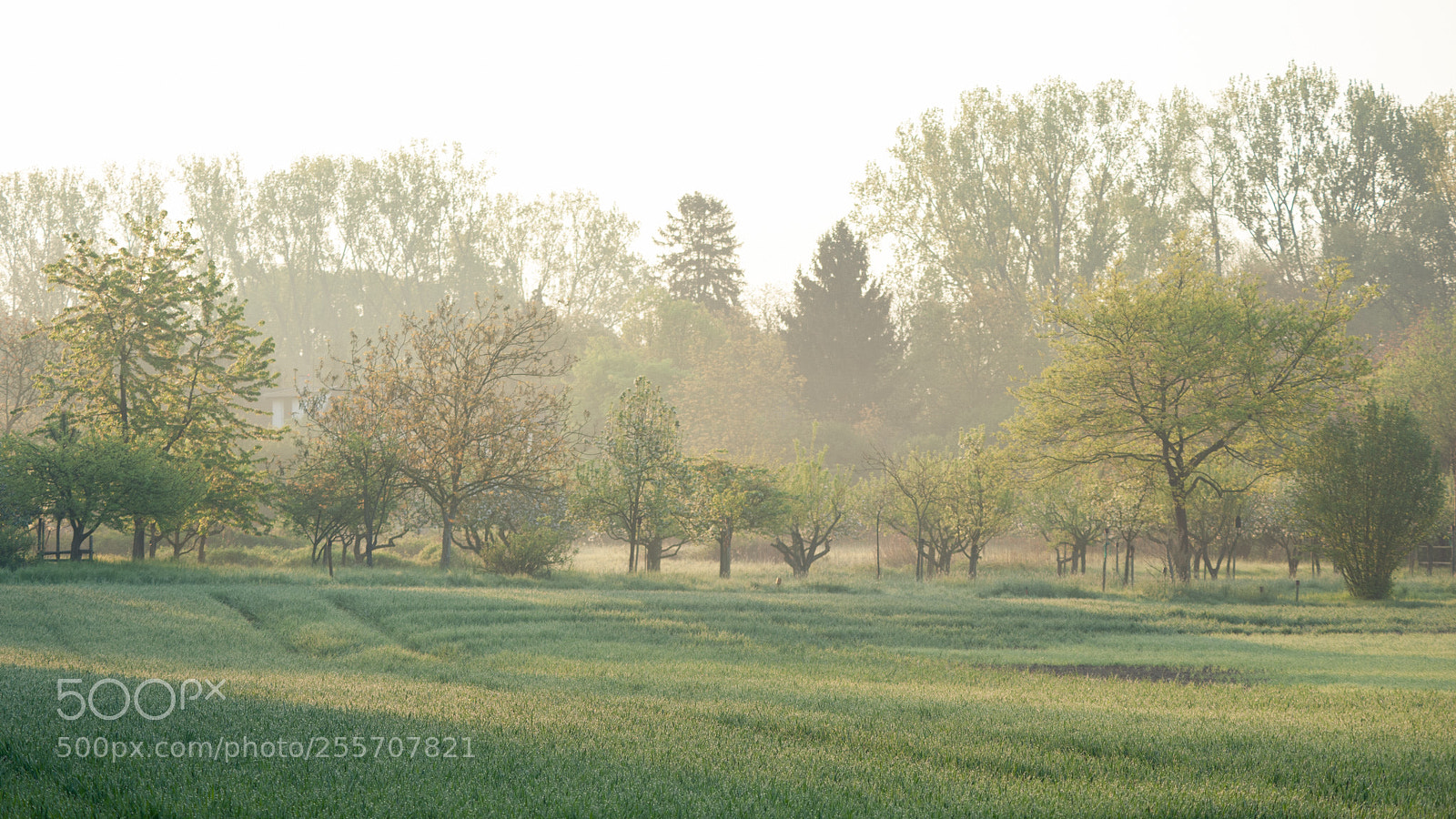 Nikon D700 sample photo. Golden morning photography