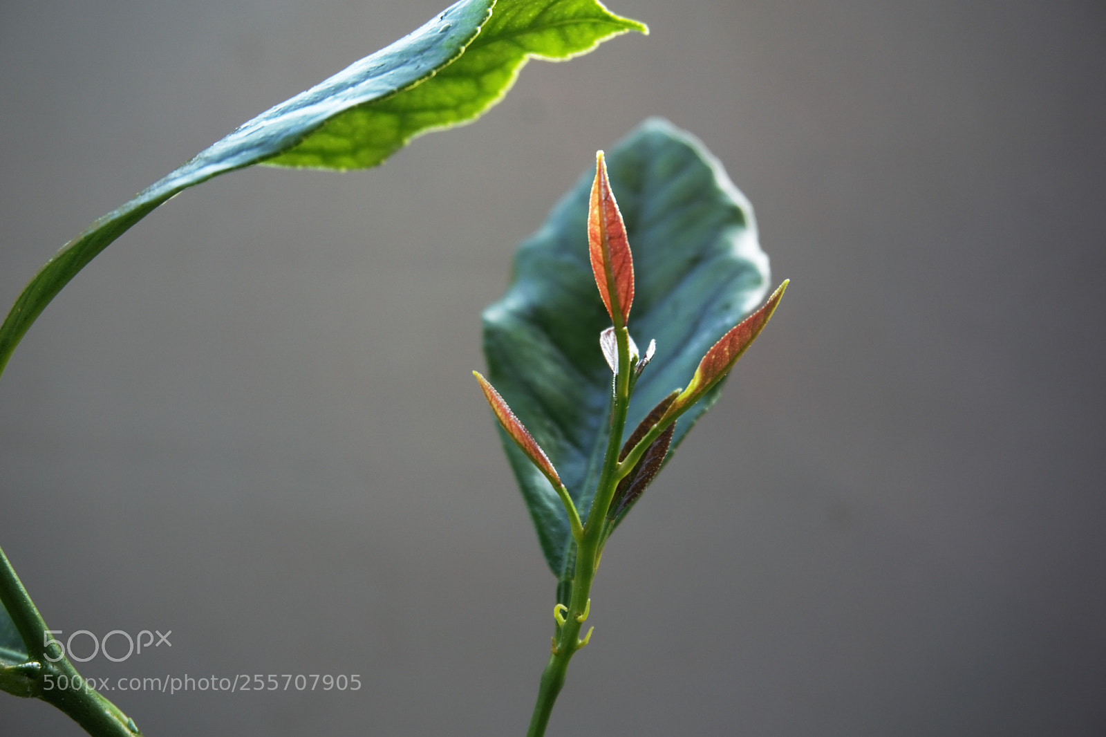 Sony a6000 sample photo. Blätter zitronenbaum photography