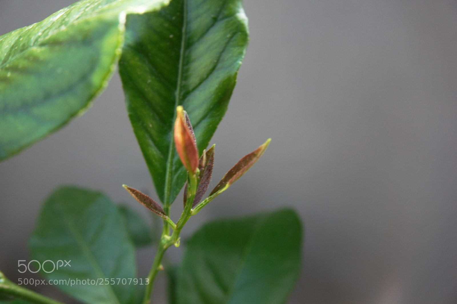 Sony a6000 sample photo. Natur photography
