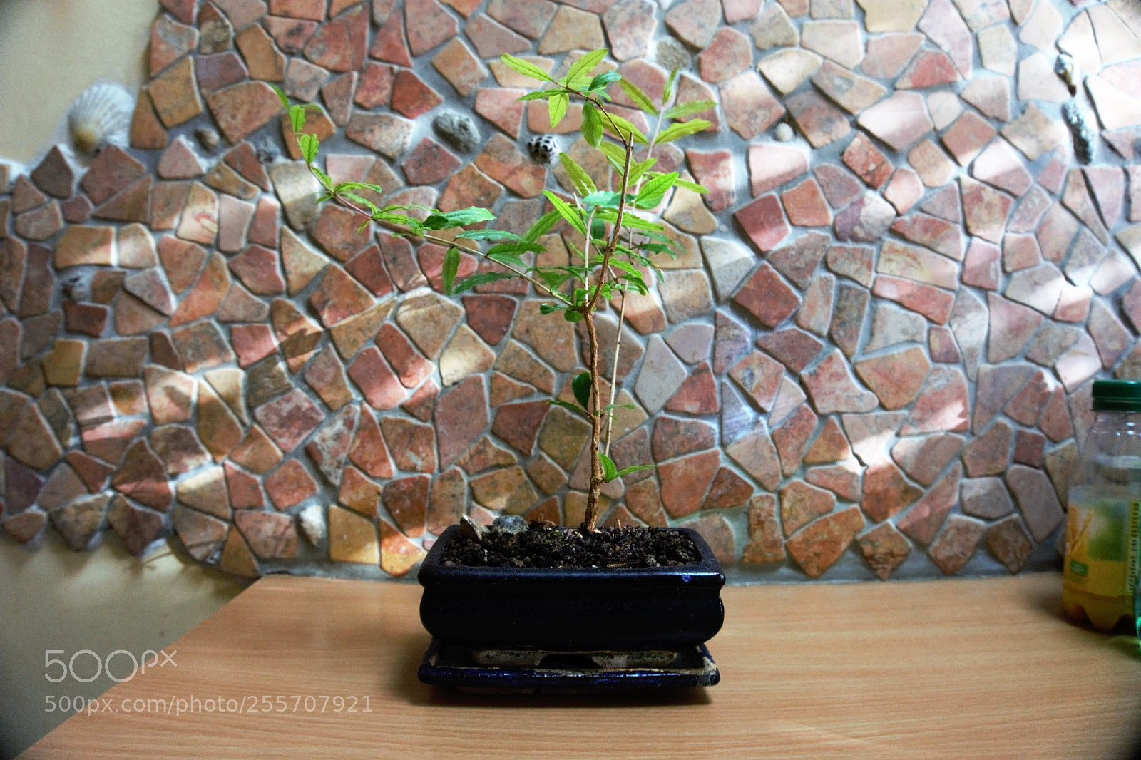 Sony a6000 sample photo. Kleine bonsai baum photography
