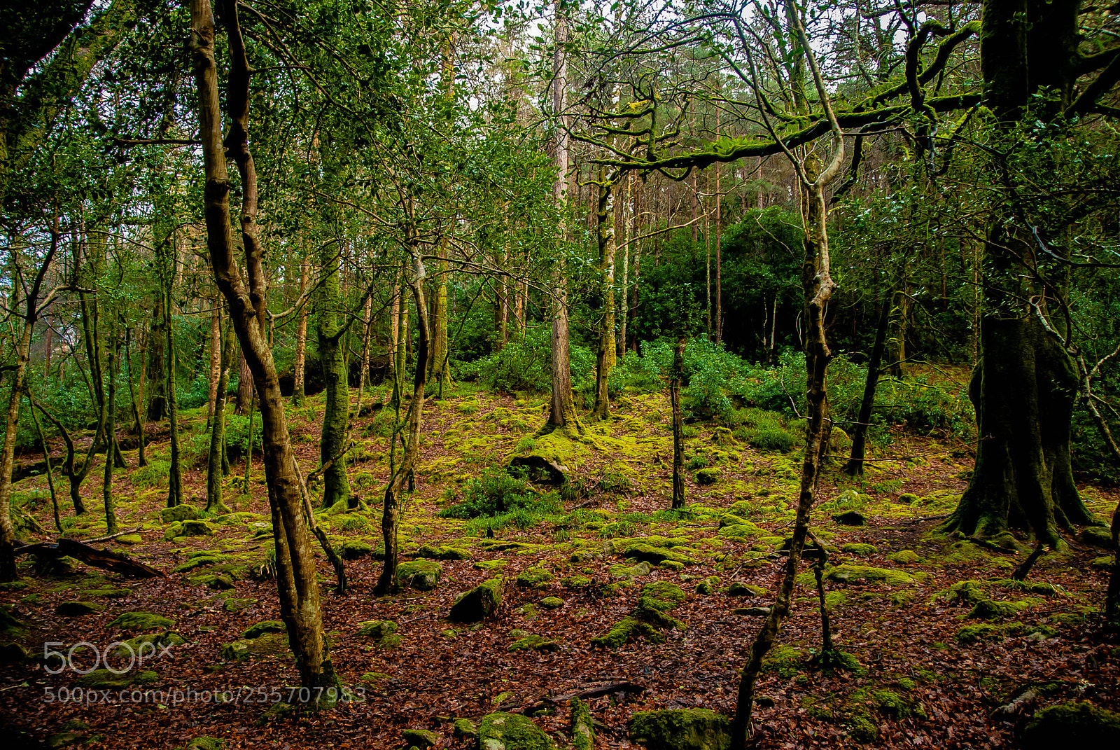 Nikon D60 sample photo. Killarney national park photography