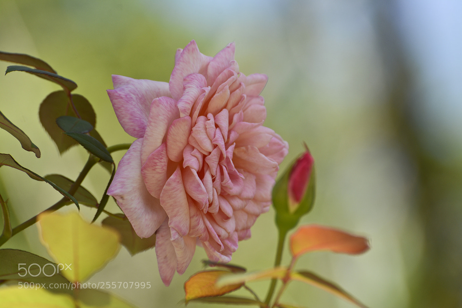Nikon D7100 sample photo. Pura e delicada. photography