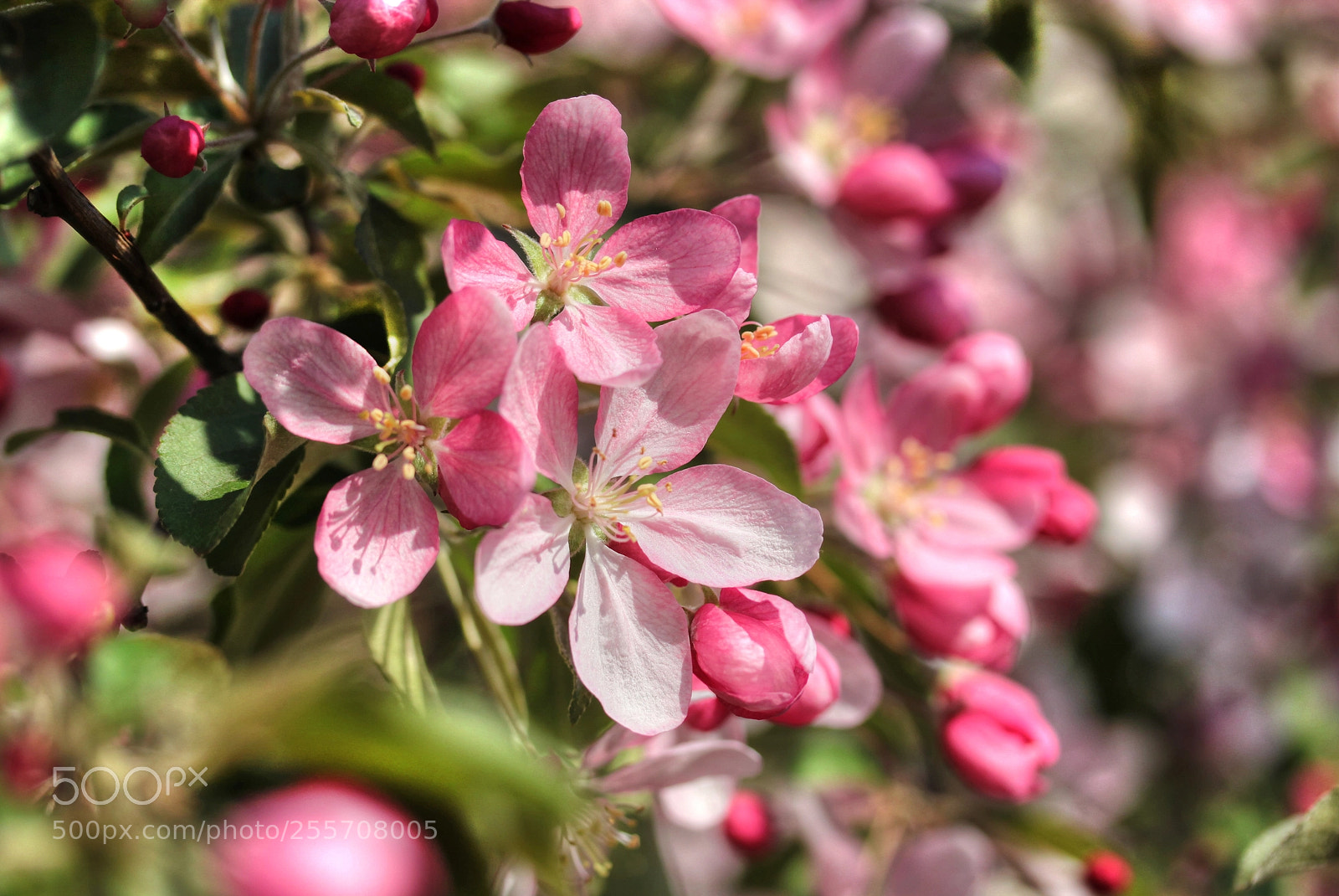 Canon EOS 500D (EOS Rebel T1i / EOS Kiss X3) sample photo. Apple blossom photography