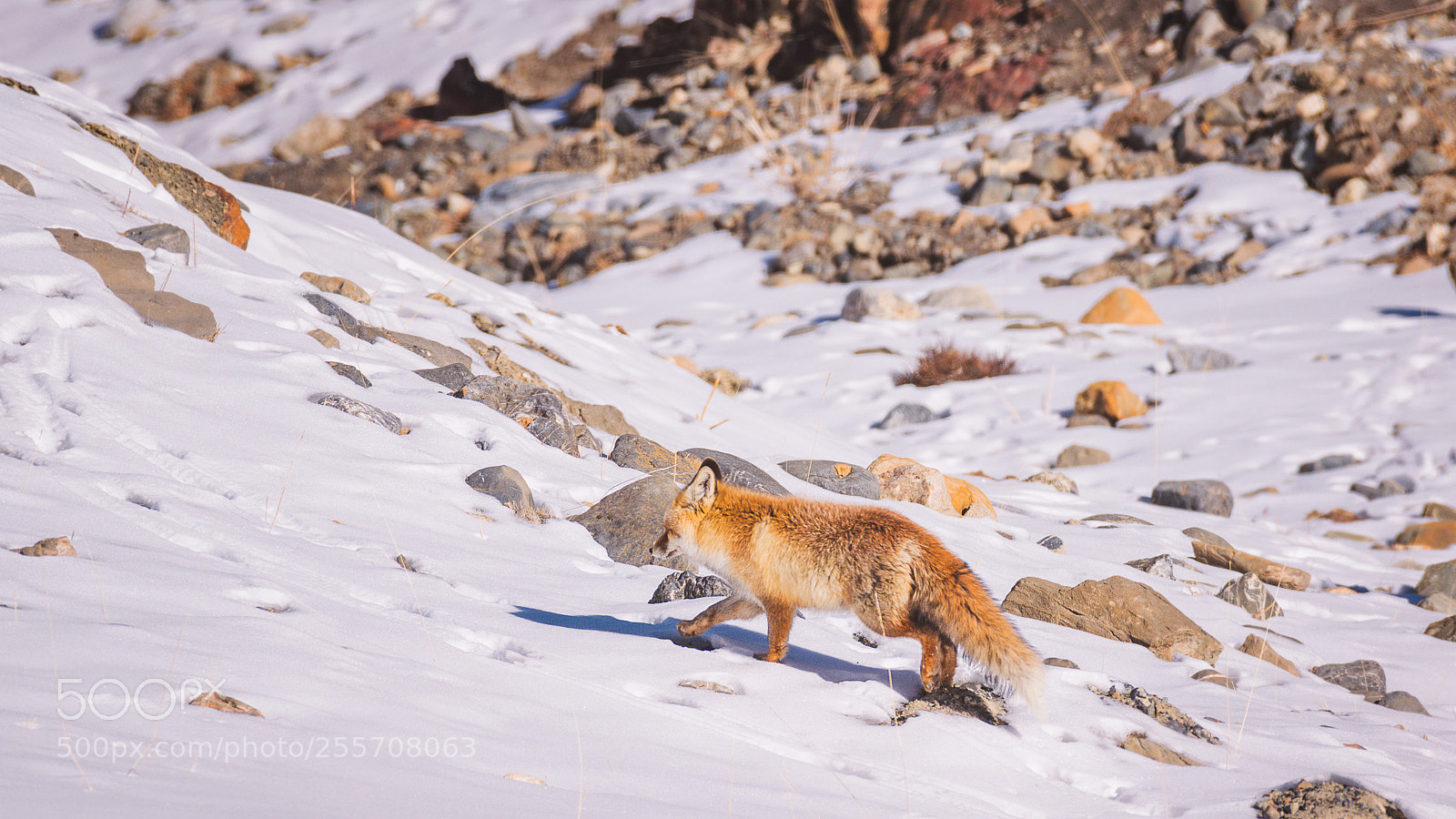 Nikon D5300 sample photo. Winter, cold, red fox photography