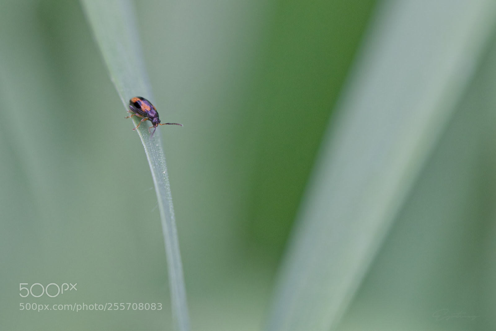 Canon EOS 70D sample photo. Alone ... photography