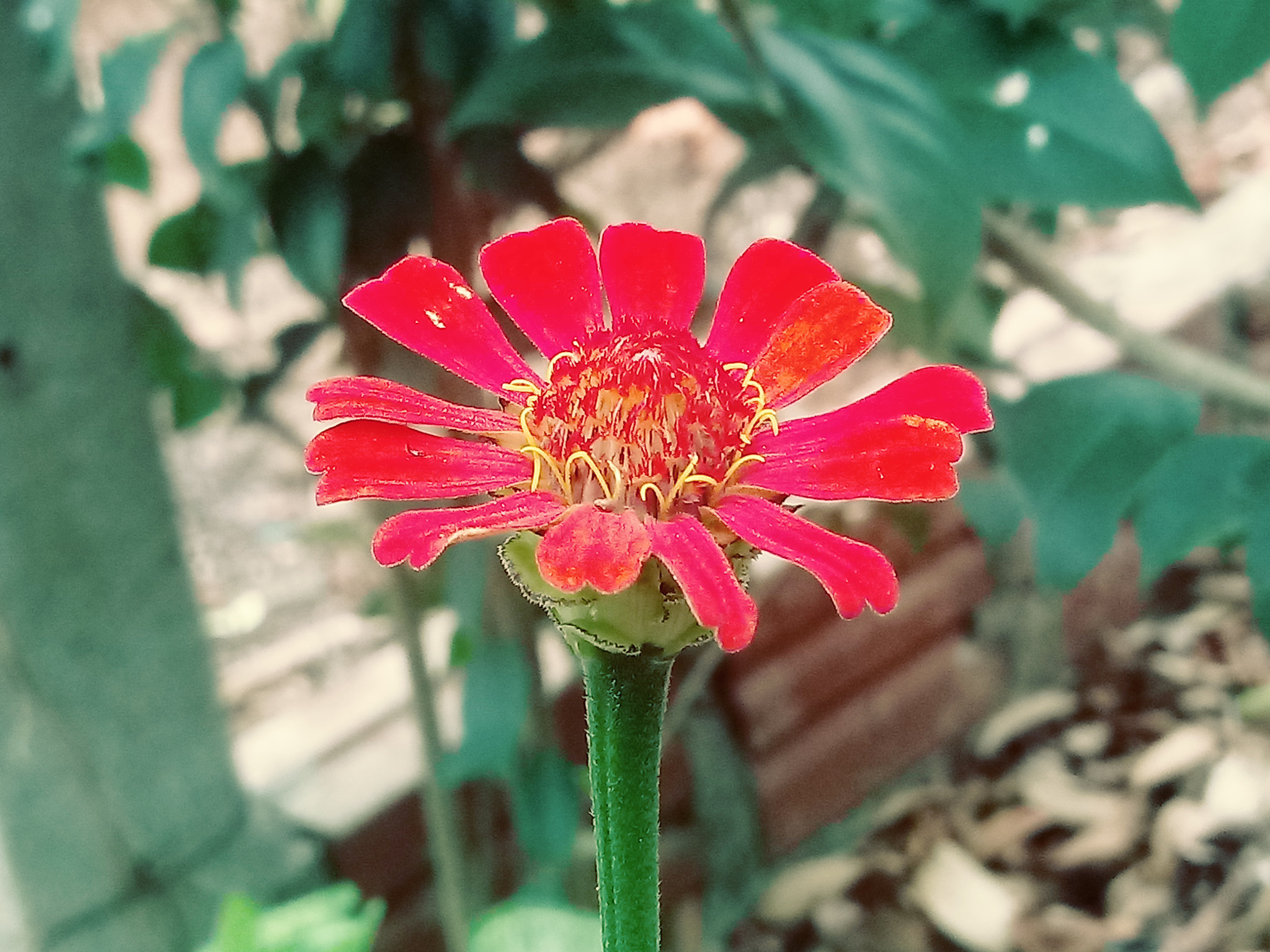 LG K10 (2017) sample photo