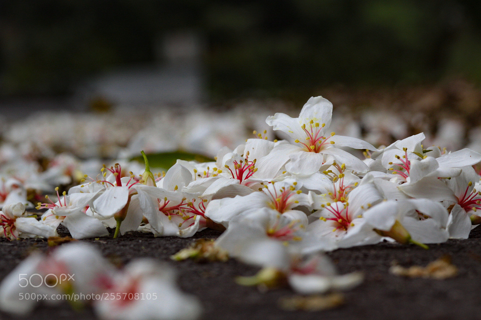 Canon EOS 50D sample photo. 　　　桐花 photography