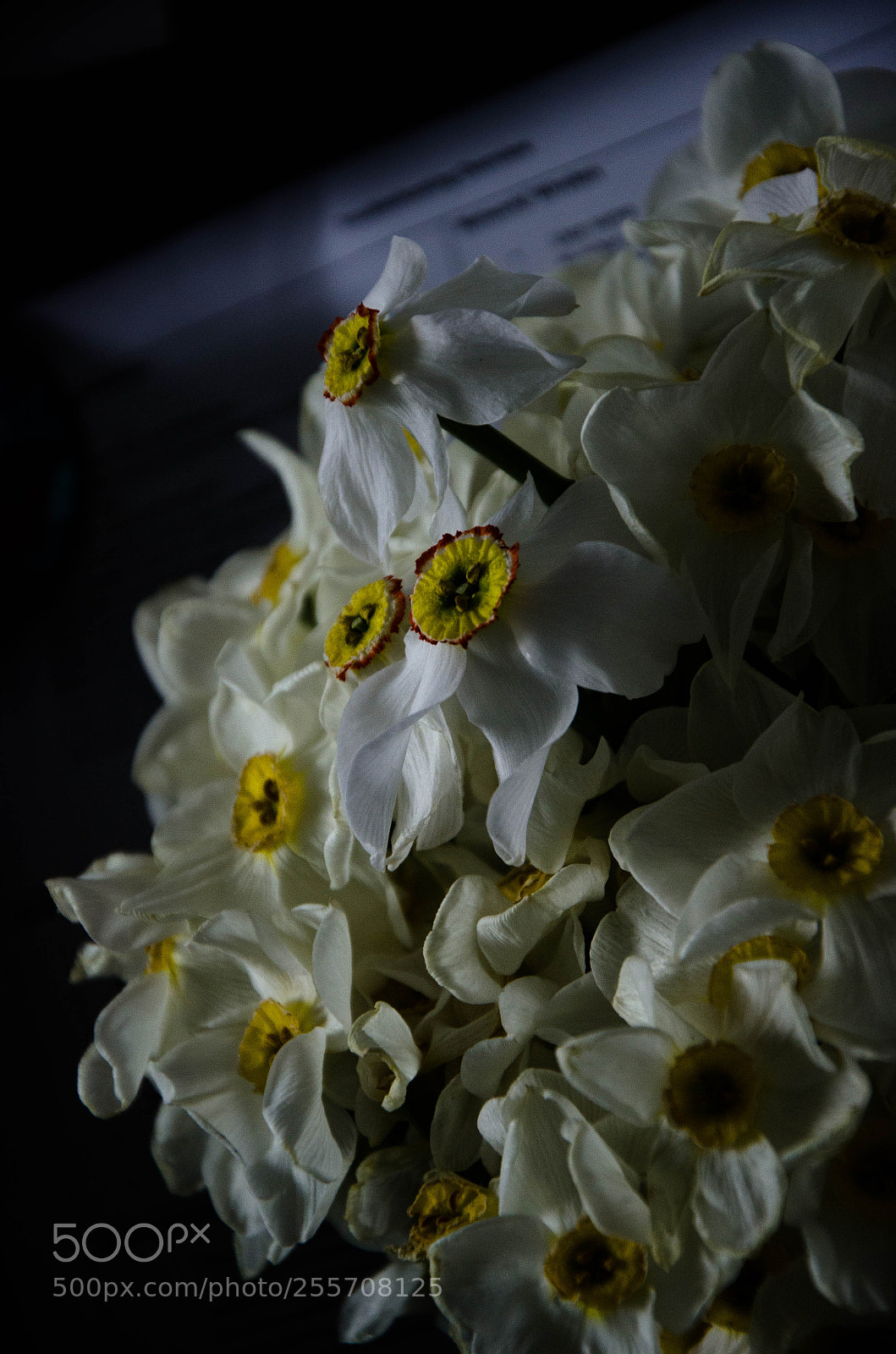 Nikon D7000 sample photo. Asleep photography