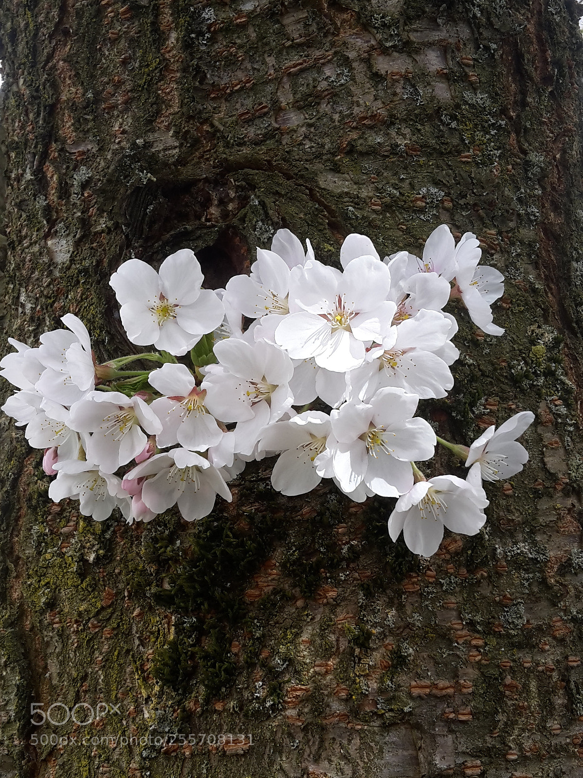 Samsung Galaxy S5 Mini sample photo. Spring blossom tree photography