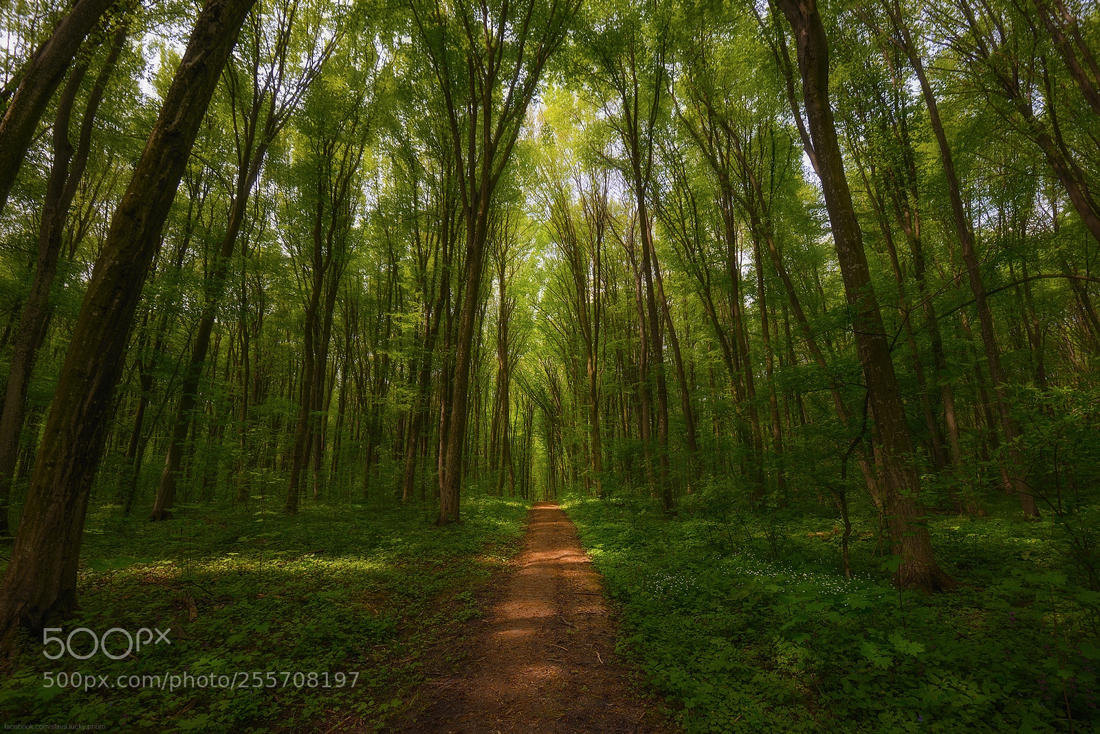 Nikon D610 sample photo. Green forest photography