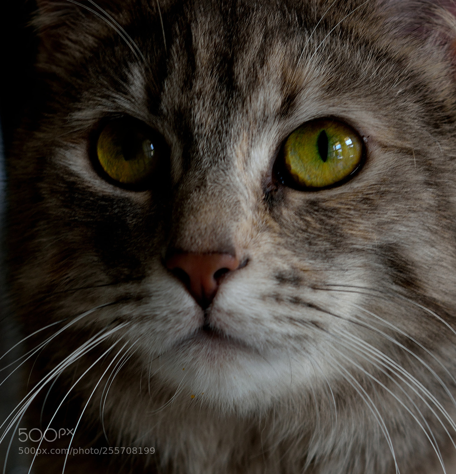 Nikon D3300 sample photo. Cat photography