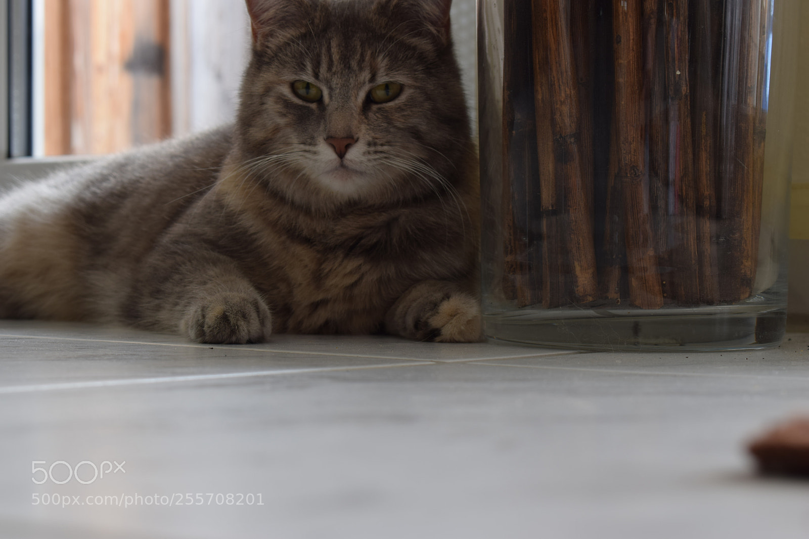 Nikon D3300 sample photo. Cat photography