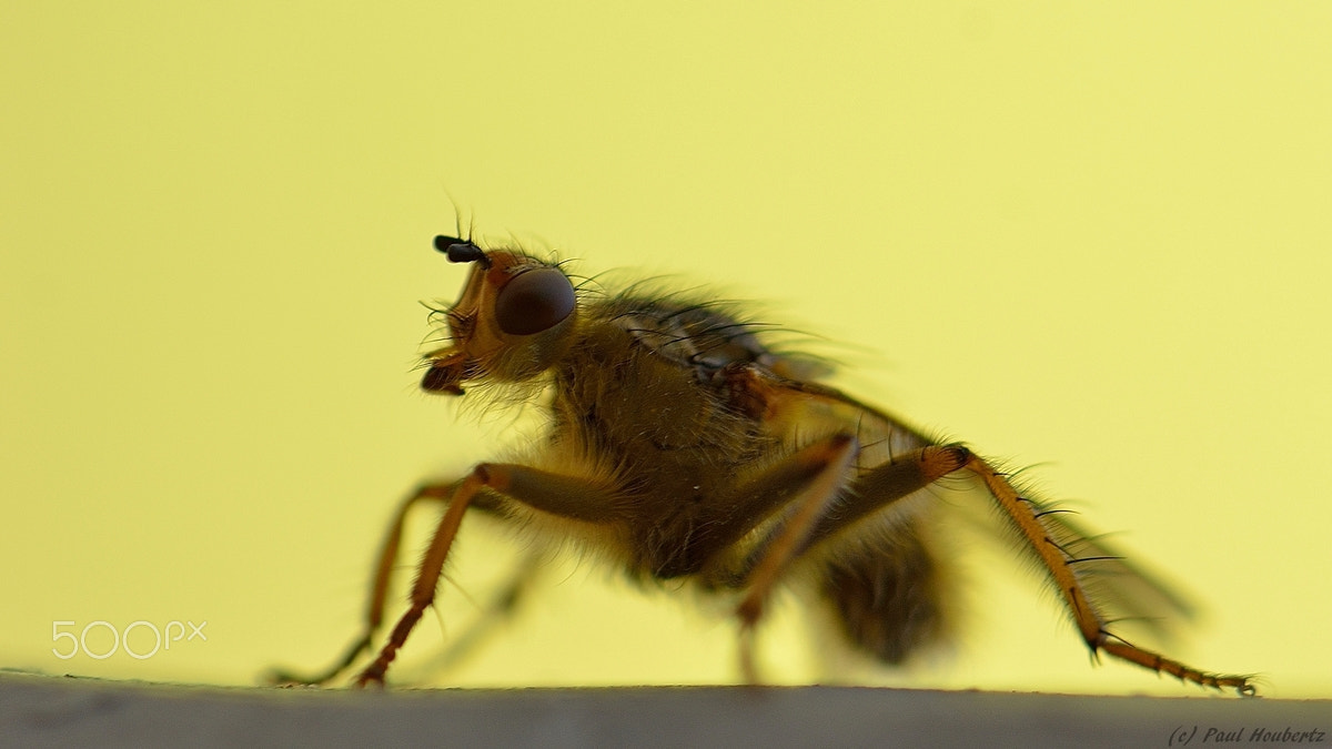 Nikon AF-S DX Micro-Nikkor 85mm F3.5G ED VR sample photo. Insect photography