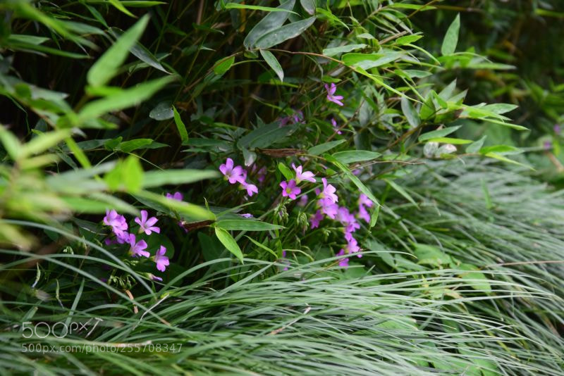 Nikon D3300 sample photo. Untitled photography