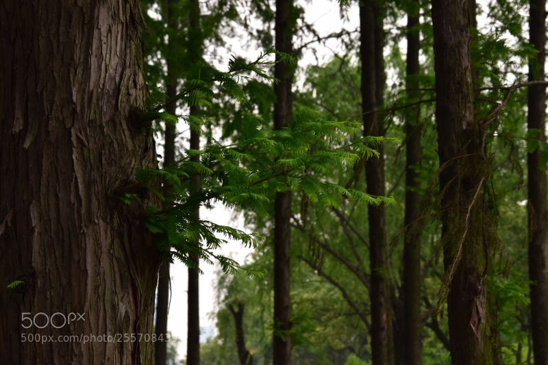 Nikon D3300 sample photo. Untitled photography