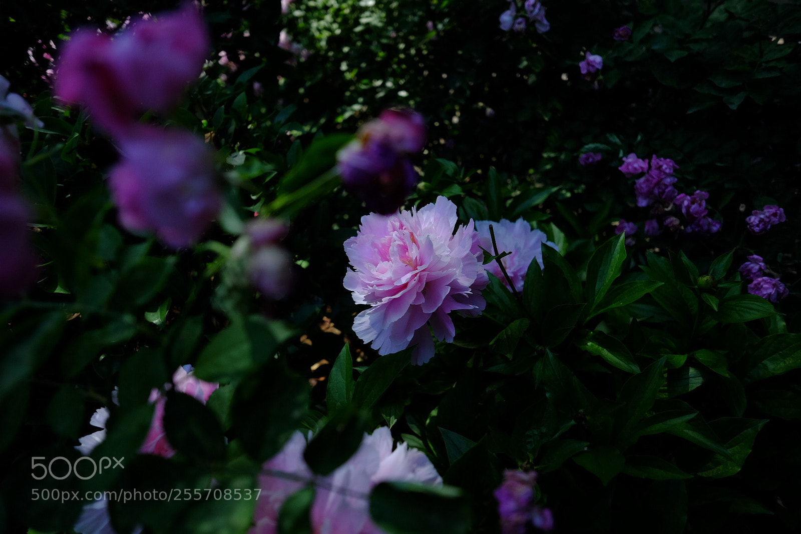 Fujifilm X-E2 sample photo. Flower photography