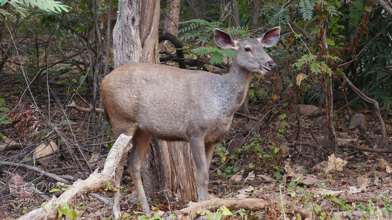 Panasonic Lumix DMC-FZ1000 sample photo. Animals from tadoba tiger photography