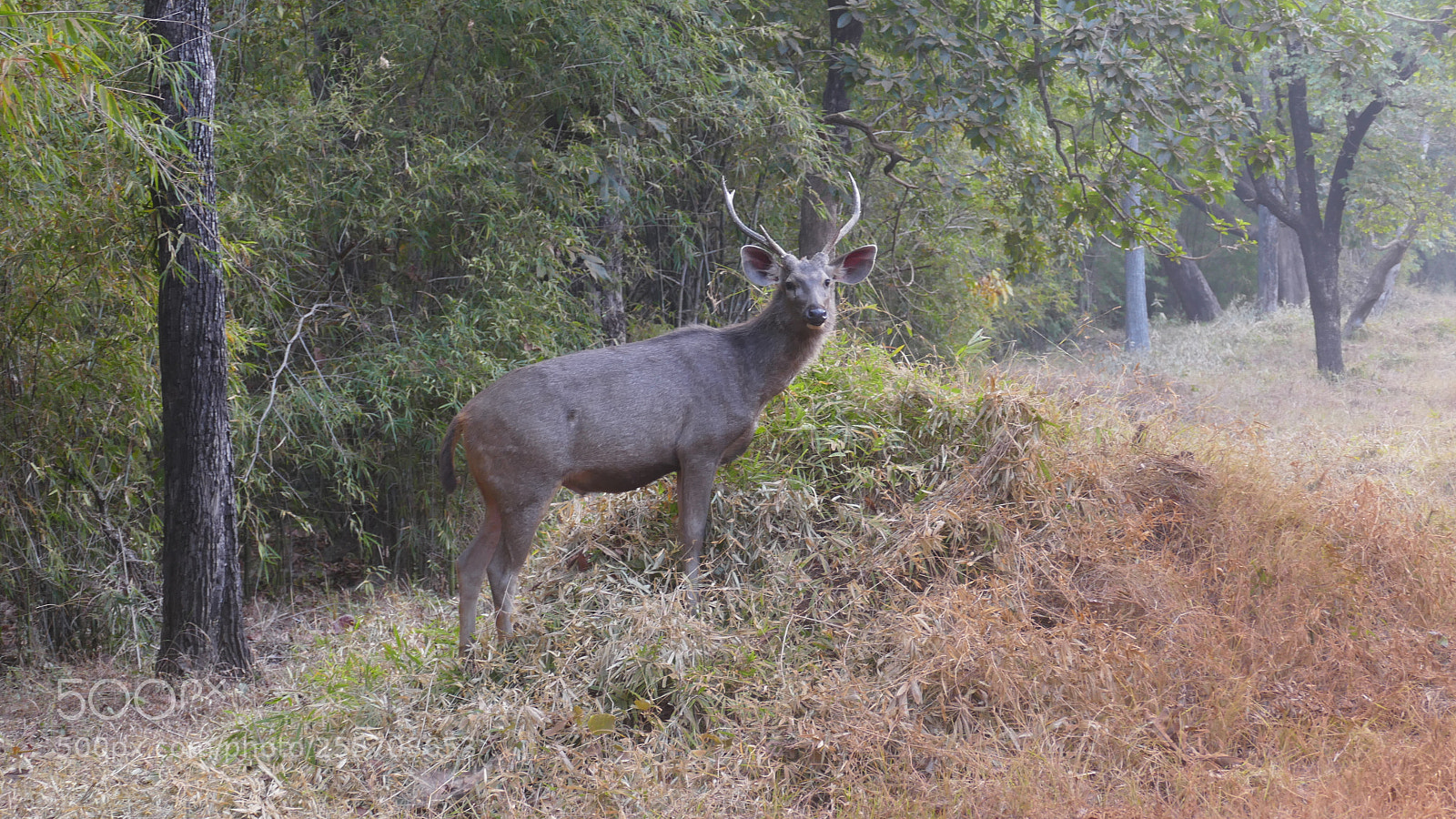 Panasonic Lumix DMC-FZ1000 sample photo. Animals from tadoba tiger photography
