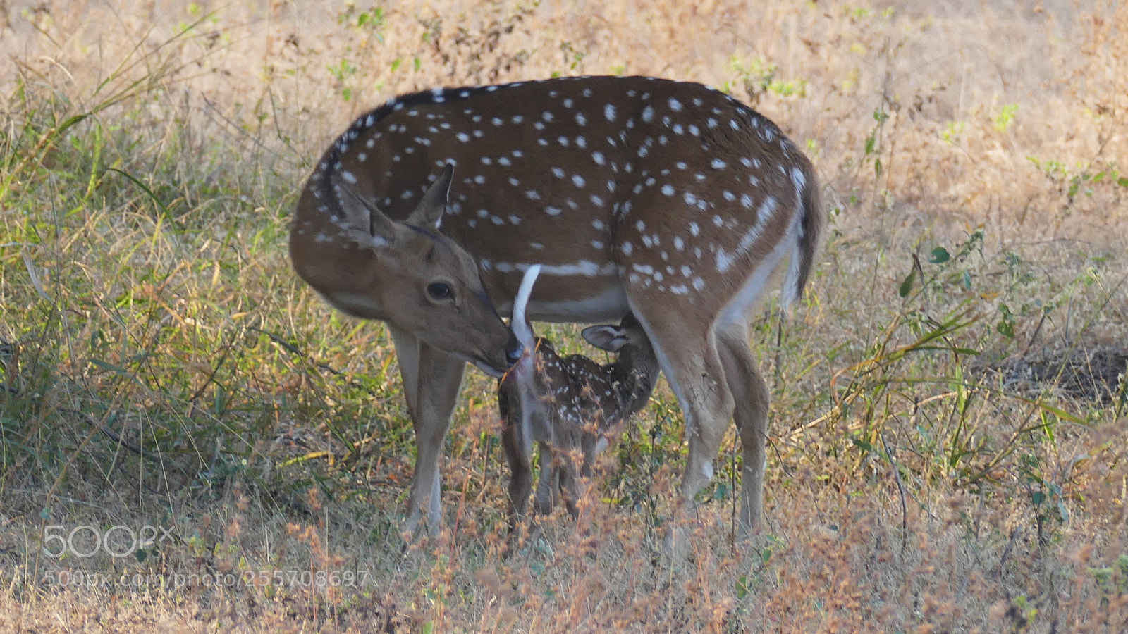 Panasonic Lumix DMC-FZ1000 sample photo. Animals from tadoba tiger photography