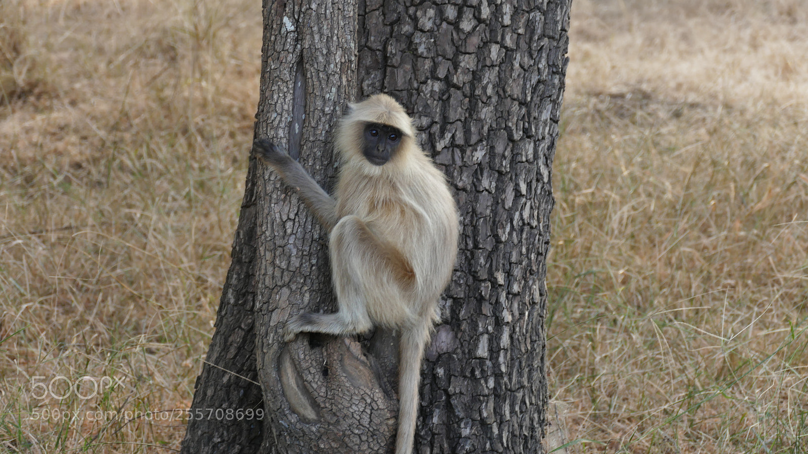 Panasonic Lumix DMC-FZ1000 sample photo. Animals from tadoba tiger photography