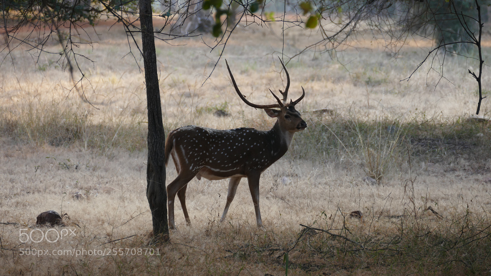 Panasonic Lumix DMC-FZ1000 sample photo. Animals from tadoba tiger photography