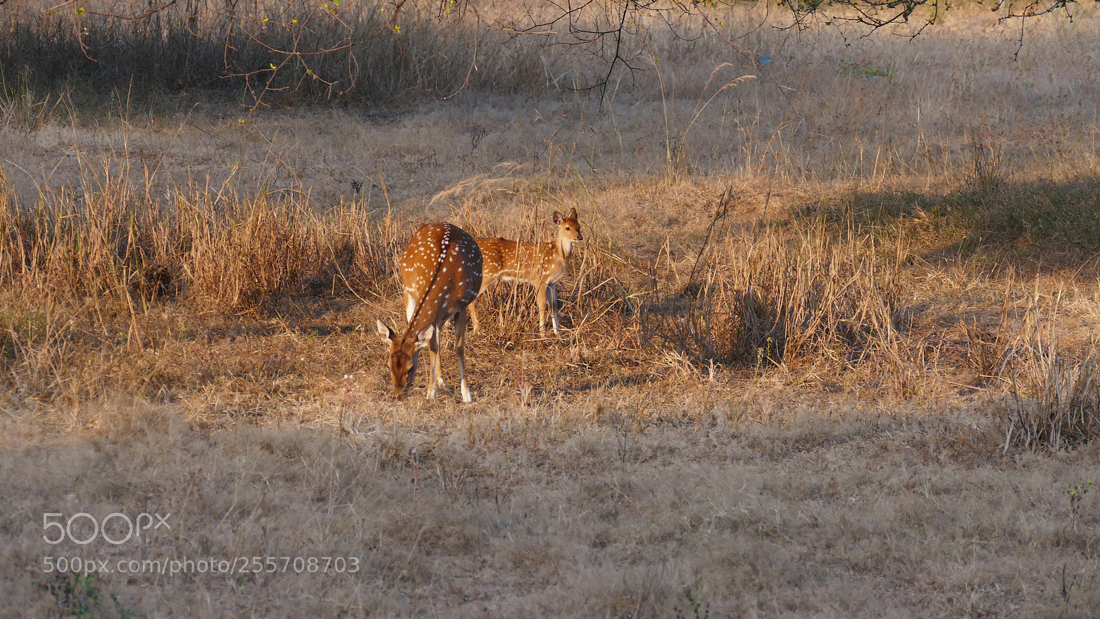 Panasonic Lumix DMC-FZ1000 sample photo. Animals from tadoba tiger photography