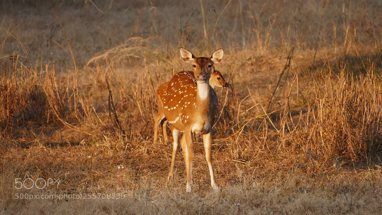 Panasonic Lumix DMC-FZ1000 sample photo. Animals from tadoba tiger photography