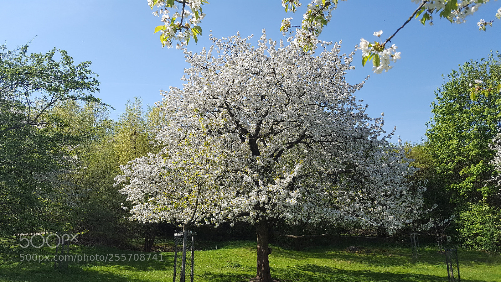 Samsung Galaxy S6 sample photo. Spring blossom photography