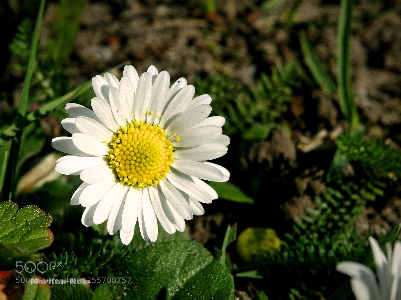 Sony DSC-HX50 sample photo. Little shining photography