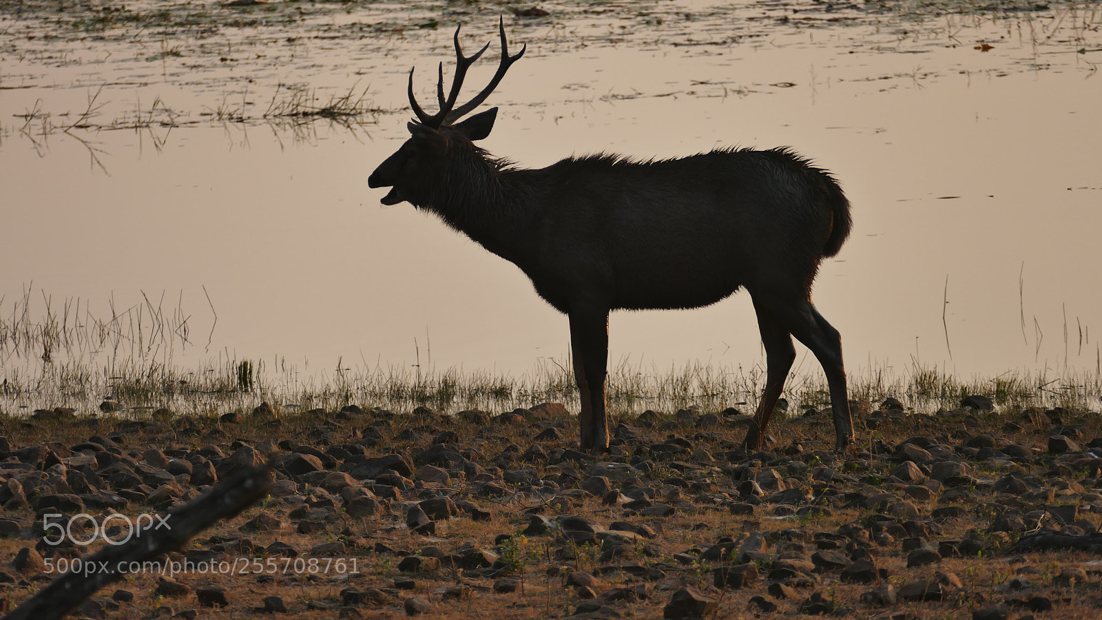 Panasonic Lumix DMC-FZ1000 sample photo. Animals from tadoba tiger photography
