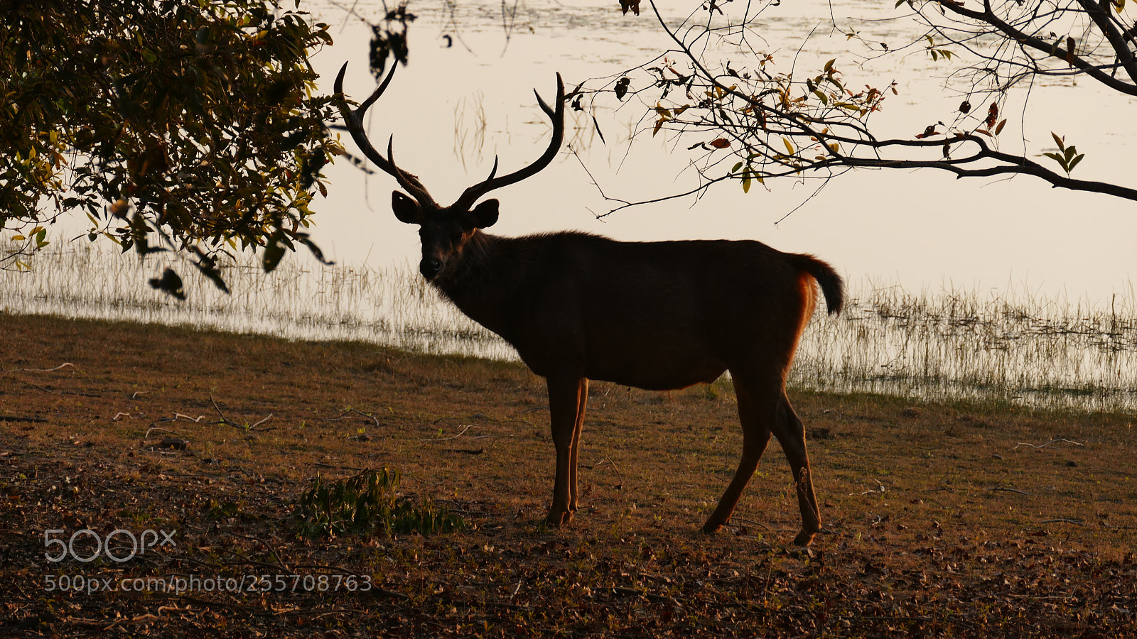 Panasonic Lumix DMC-FZ1000 sample photo. Animals from tadoba tiger photography