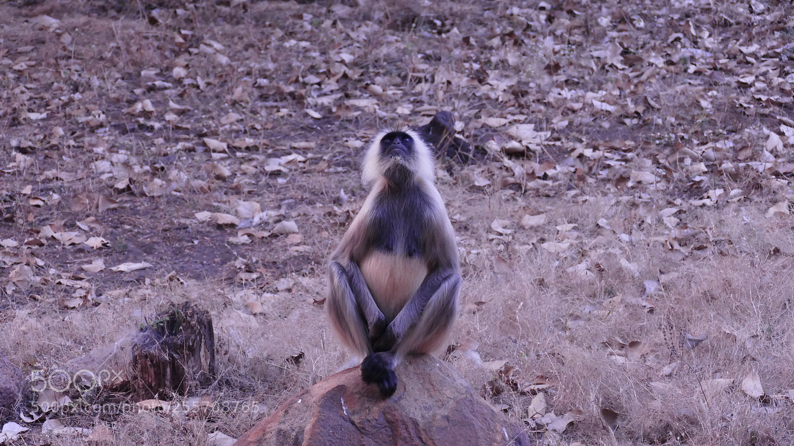 Panasonic Lumix DMC-FZ1000 sample photo. Animals from tadoba tiger photography