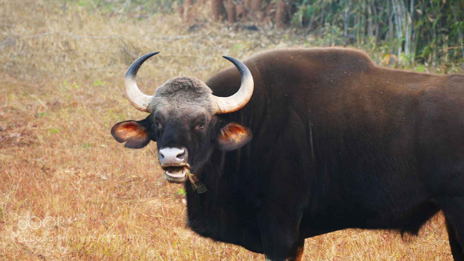 Panasonic Lumix DMC-FZ1000 sample photo. Animals from tadoba tiger photography
