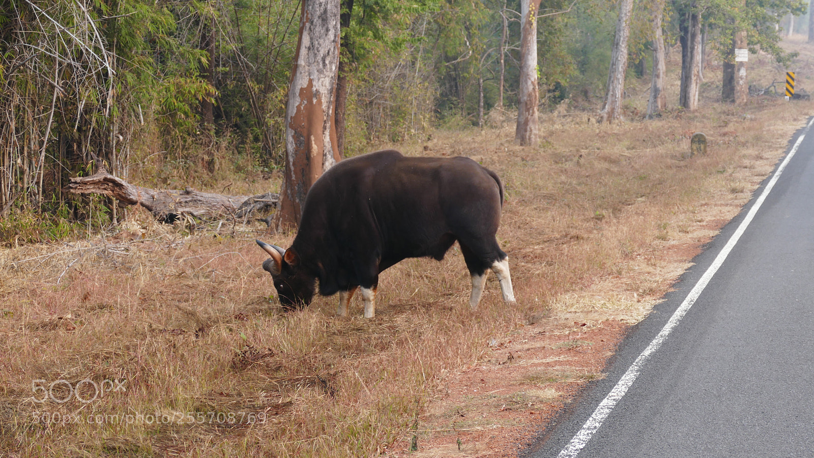 Panasonic Lumix DMC-FZ1000 sample photo. Animals from tadoba tiger photography