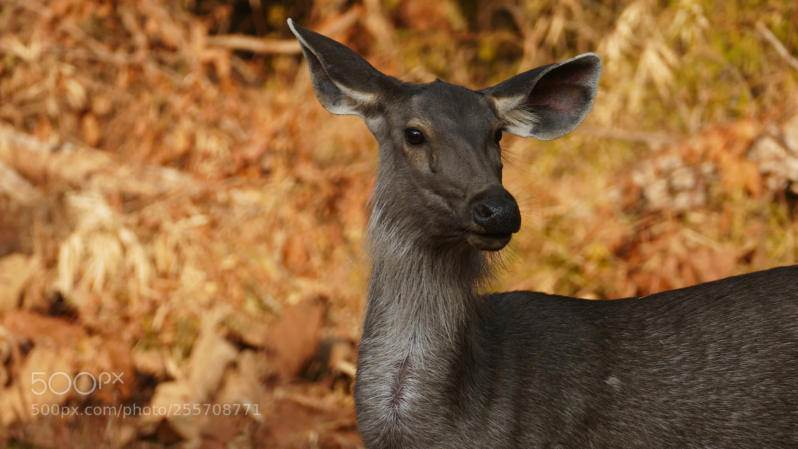 Panasonic Lumix DMC-FZ1000 sample photo. Animals from tadoba tiger photography