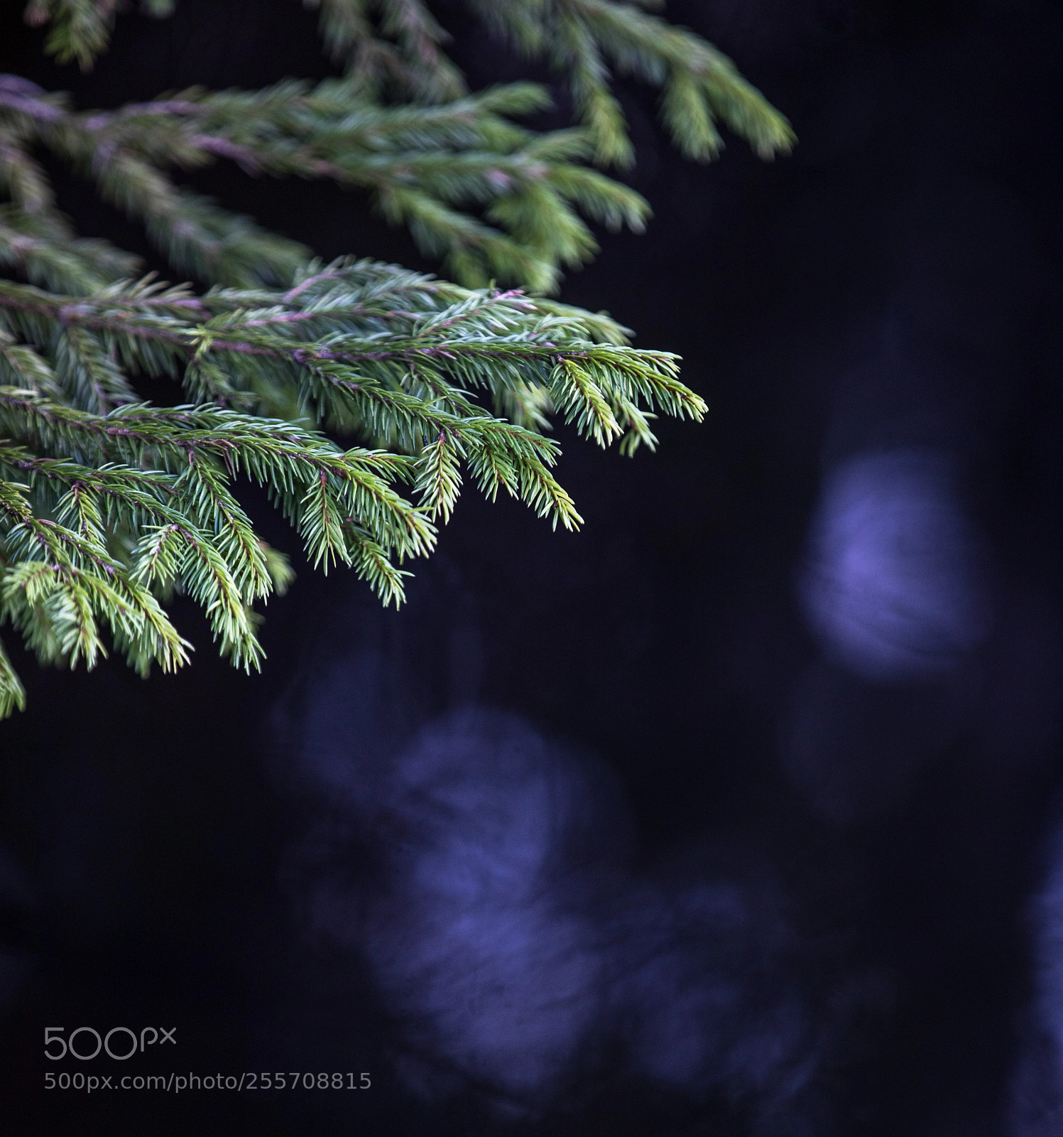 Canon EOS 5D Mark IV sample photo. Lakeside tree photography