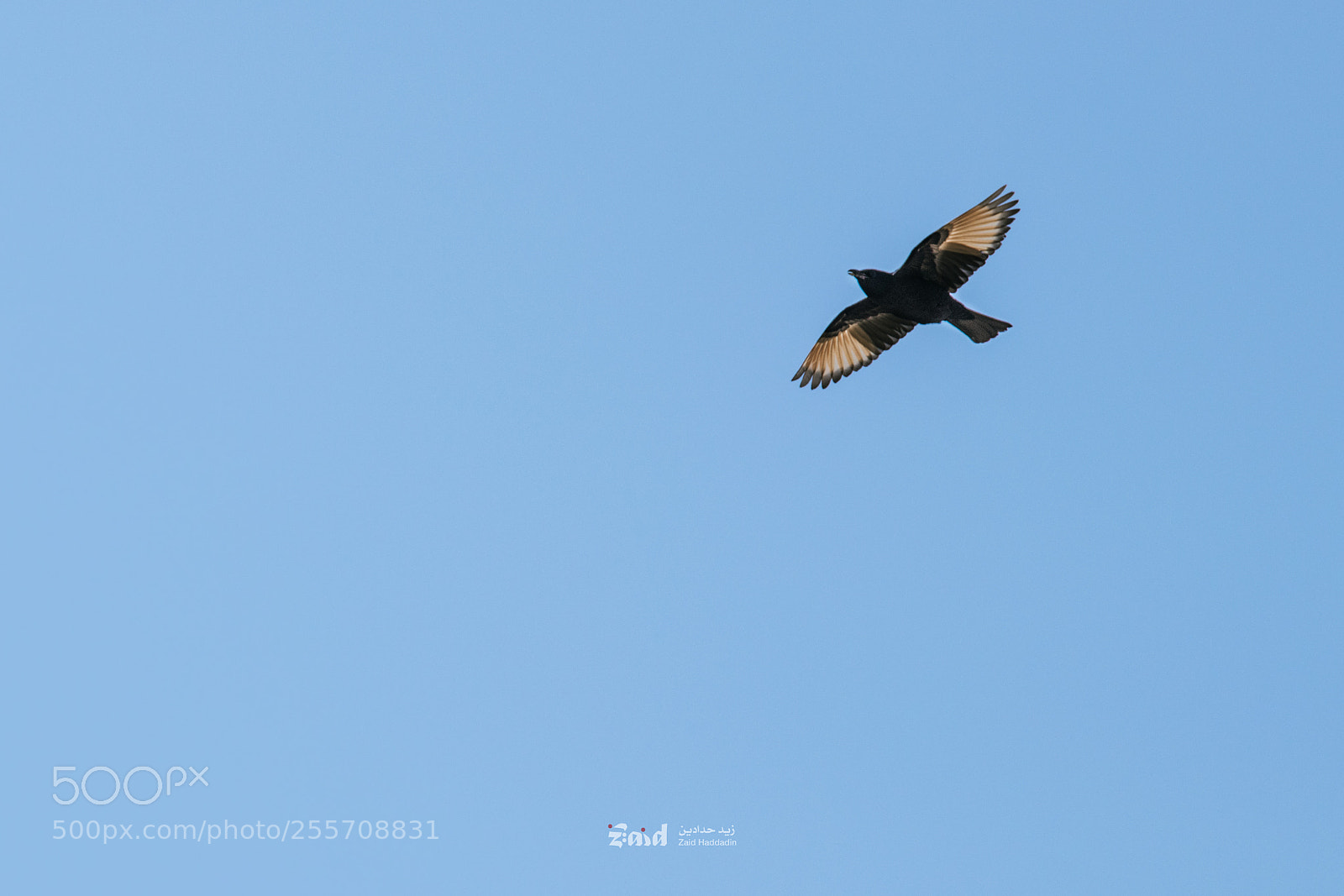 Canon EOS 80D sample photo. Tristram's starling photography